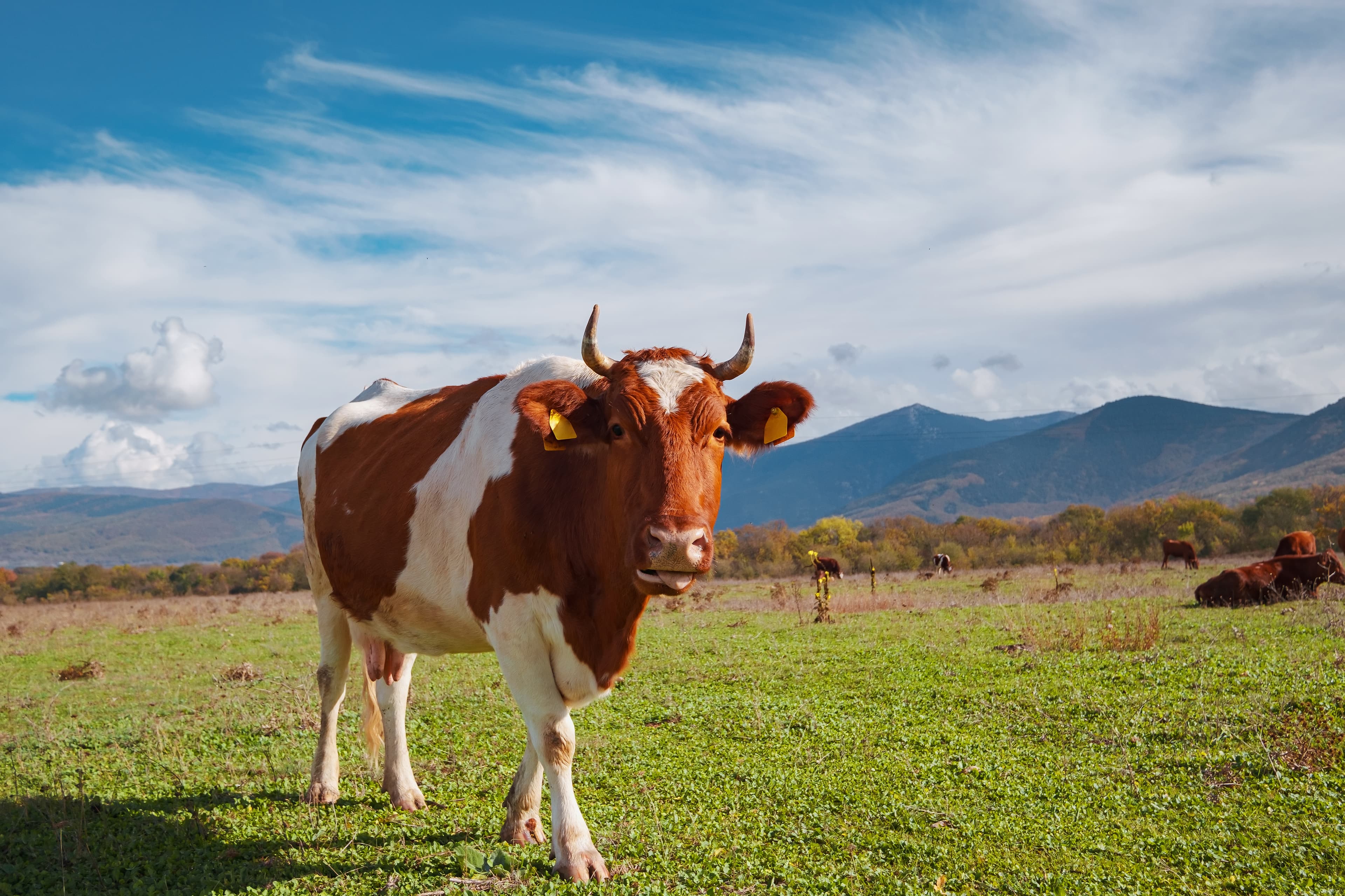 Krishivet cattle