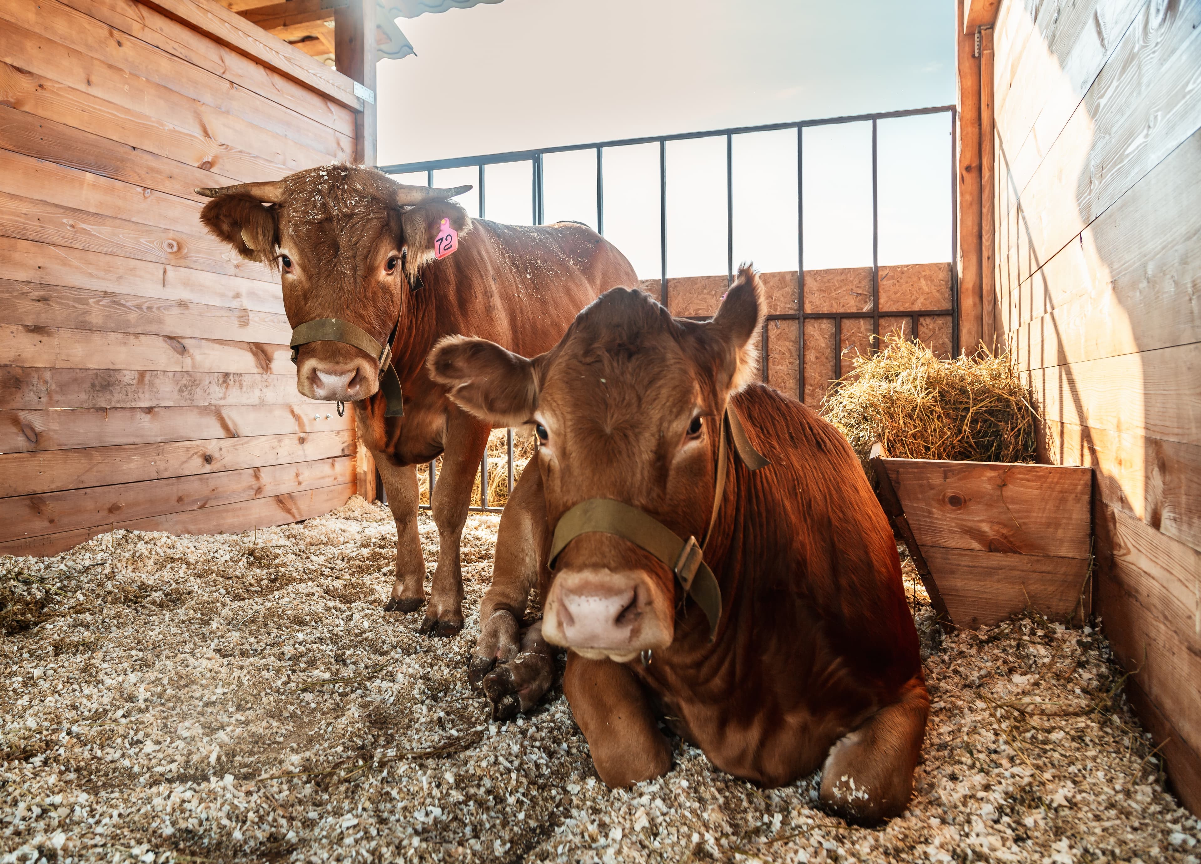Krishivet farmers and partners