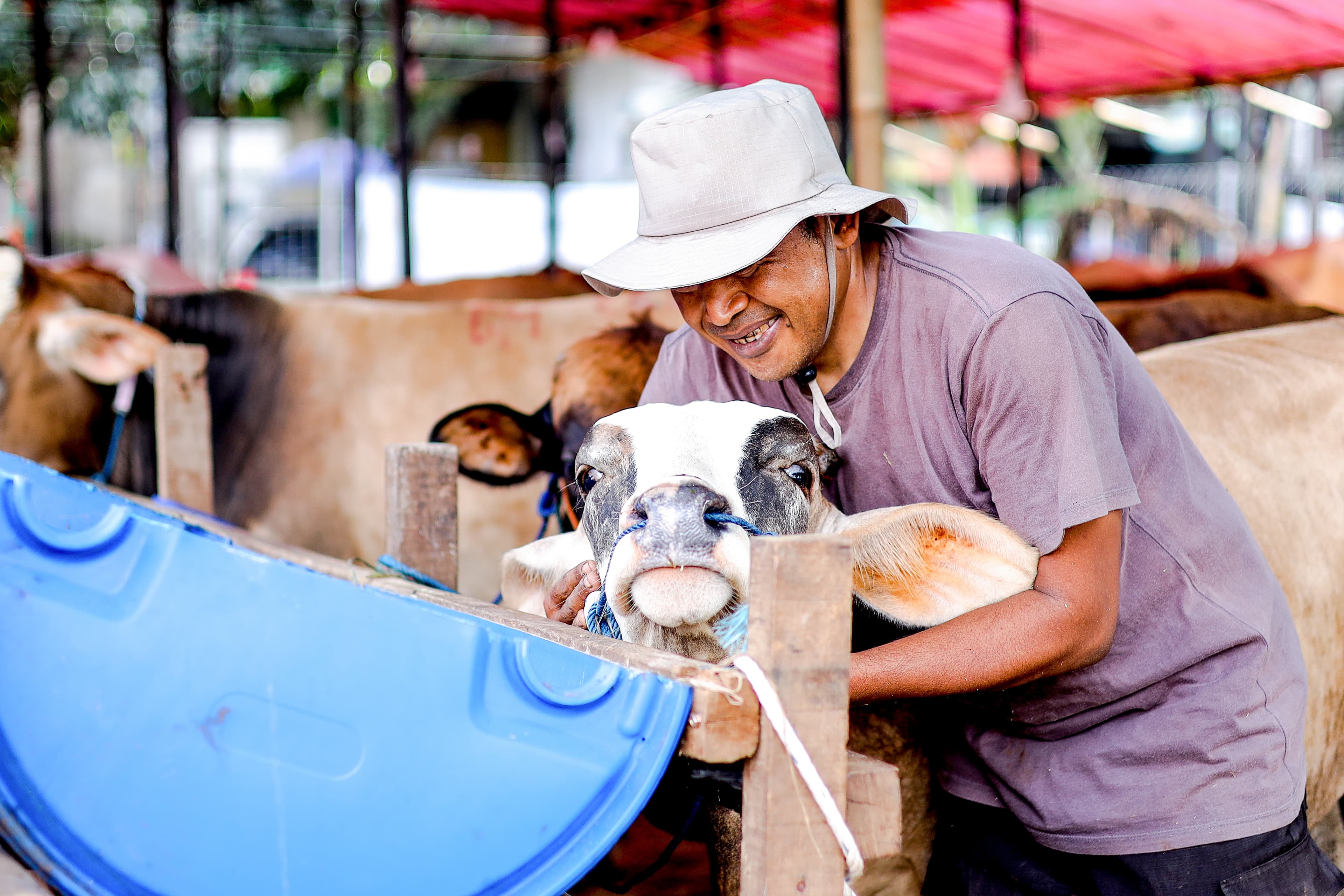 Krishivet cattle